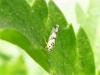 Eupteryx sp.